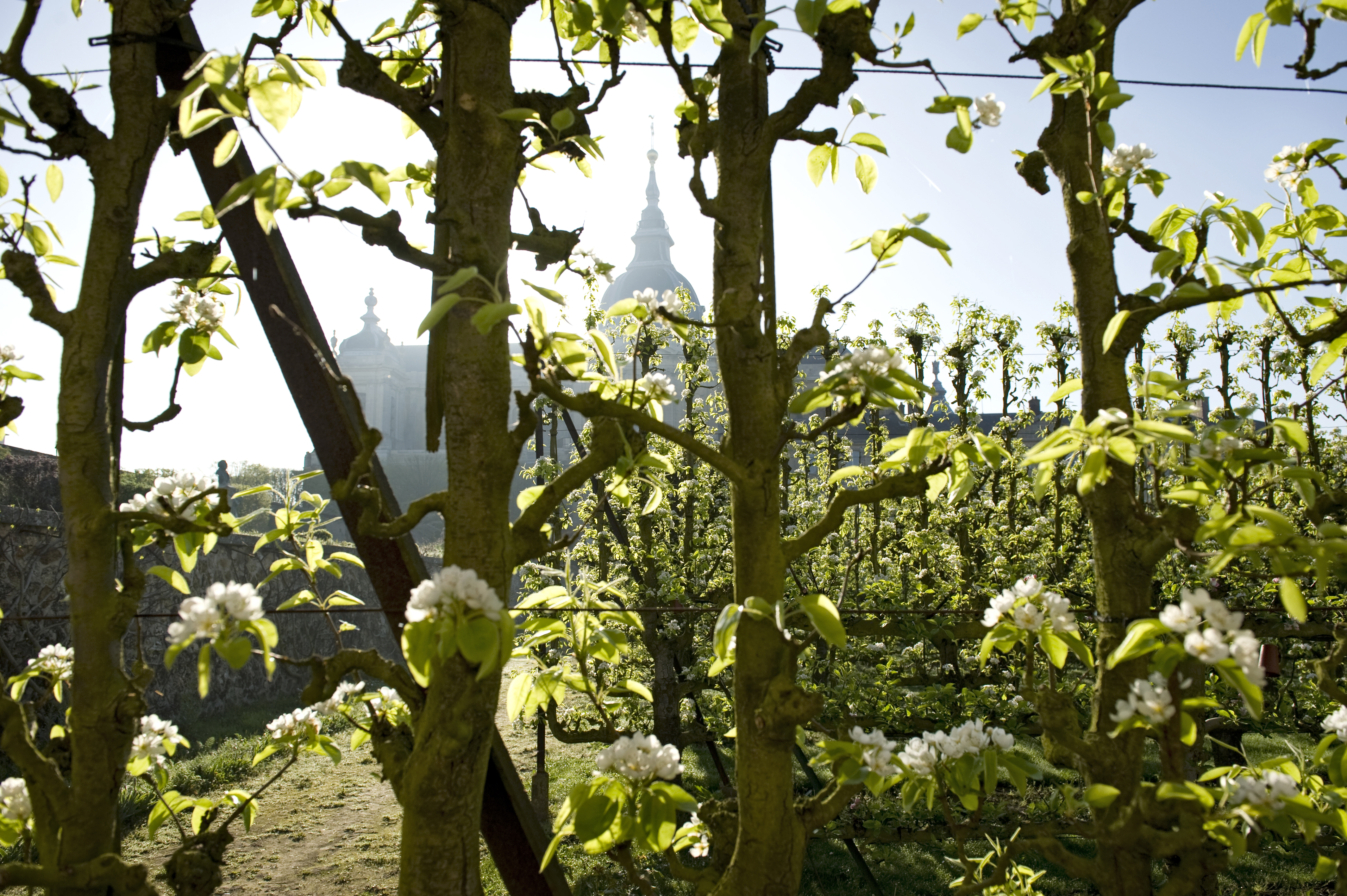 Potager du Roi orchard by Sylvain Duffard